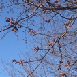 桜開花！？