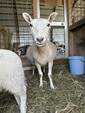 【決定！】親子ひつじのお名前🐏
